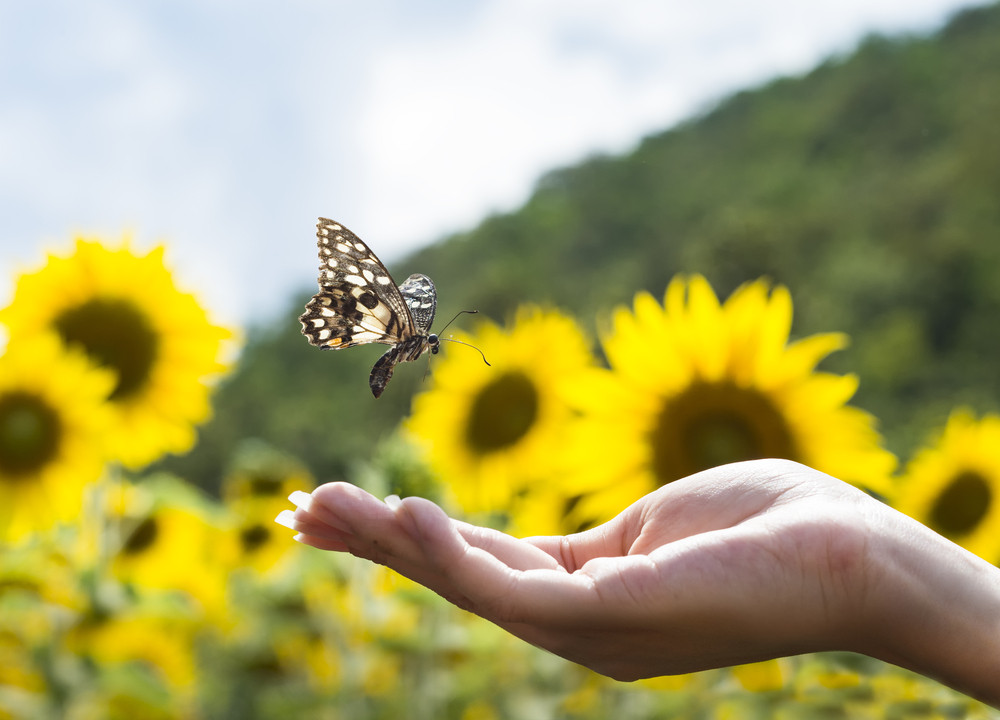 Wunscherfüllung: Foto: © Endless Buta / shutterstock / #292866353